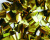 Золотая 60 Пневматическая хлопушка купить в Южно-Сахалинске | yuzhno-sahalinsk.salutsklad.ru
